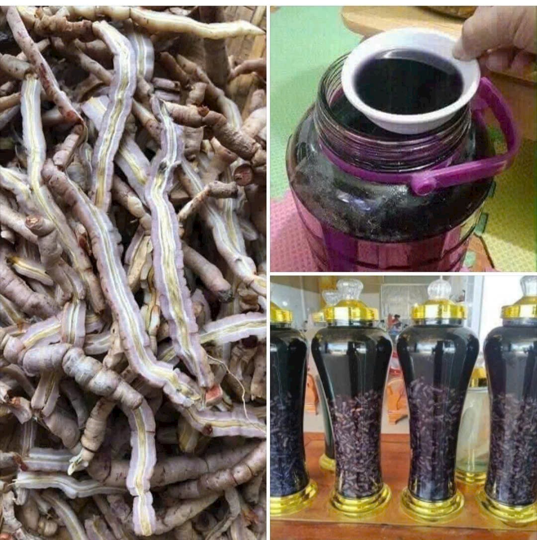 Ba kích tím nguồn hàng chuẩn chất lượng số lượng lớn